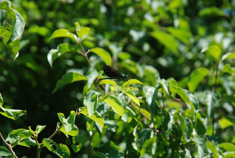 dragonfly, no people, animal wildlife, focus on foreground, outdoor, thorax, vertebrate, small, 2K, day, animal themes, animal, outdoors, wing, antennae