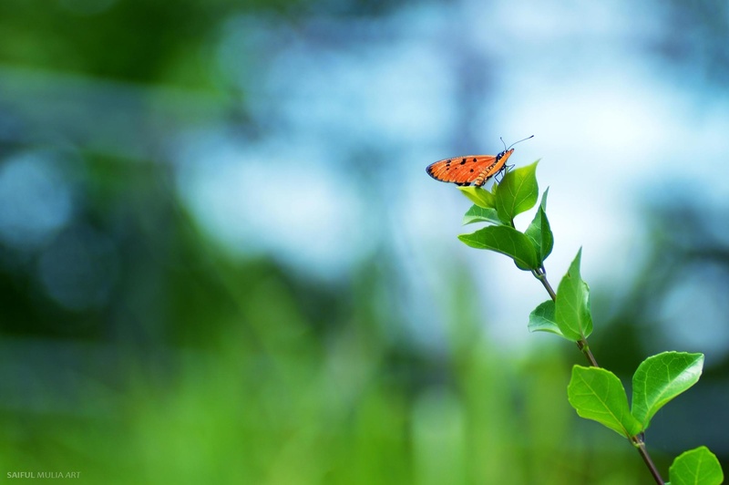 invertebrate, animal, outdoors, fragile, antennae, 1080P, one animal, proboscis, bright, colorful, day, bug, orange, animal wing, life, butterfly, growth