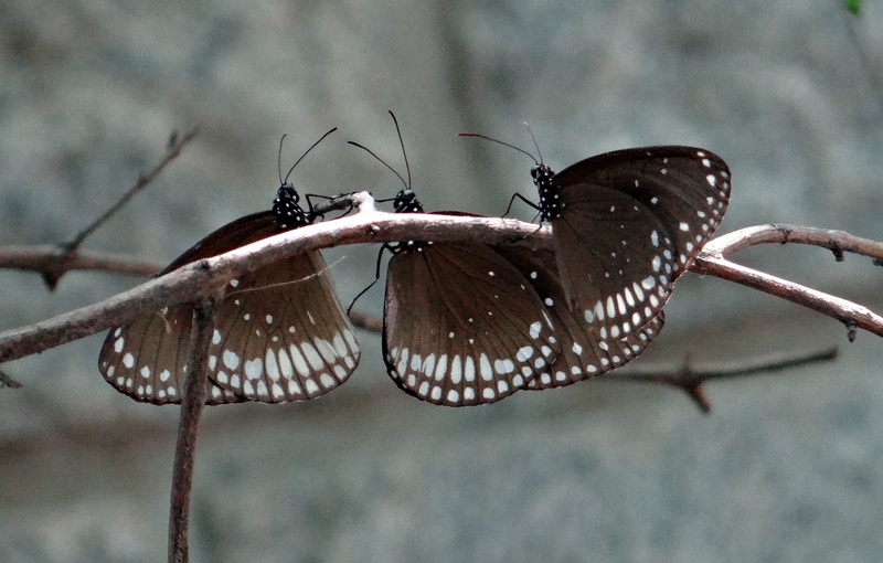 animal body part, colorful, wing, bug, proboscis, common crow, day, white, metamorphosis, india, outdoor, butterflies, small, animal, cocoon, animals in the wild