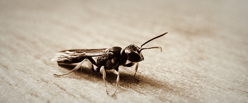 ant, wings, no people, animal wing, insect, 2K, small, outdoors, bug, selective focus, fragile, nature, antennae, life, animals in the wild, zoology, close-up