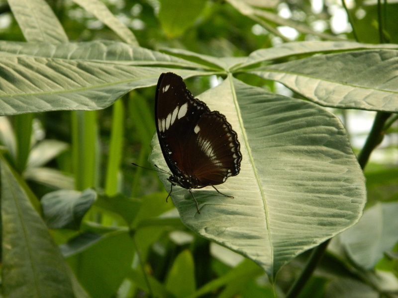 delicate, 4K, animals in the wild, bright, wildlife, leaf, plant part, nature, wing, butterfly, animal wildlife, small, beauty in nature, antennae, insect