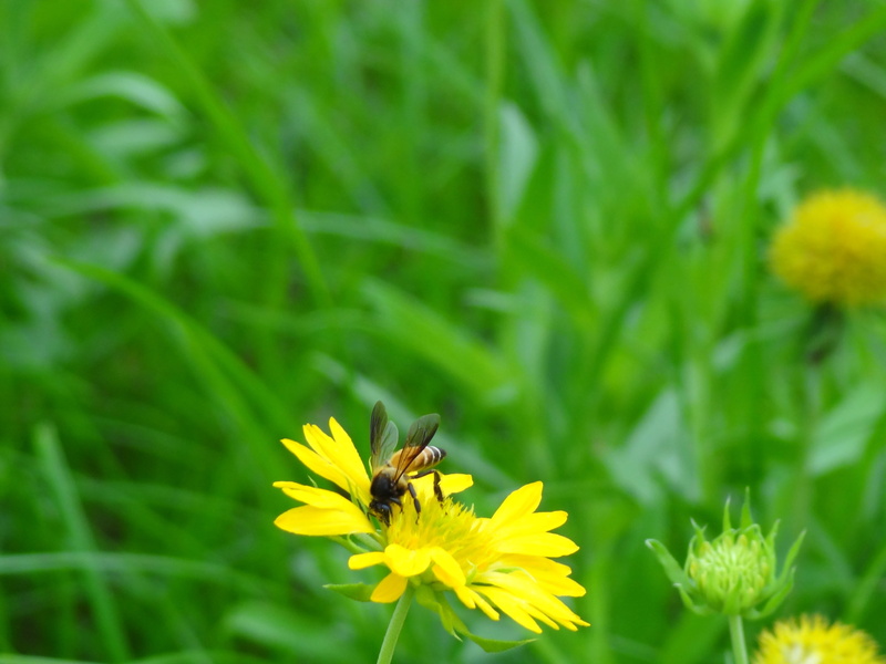 springtime, wildlife, growth, no people, horticulture, animals in the wild, thorax, flora, close-up, botanical, petal, herb, bloom, nature, beauty in nature