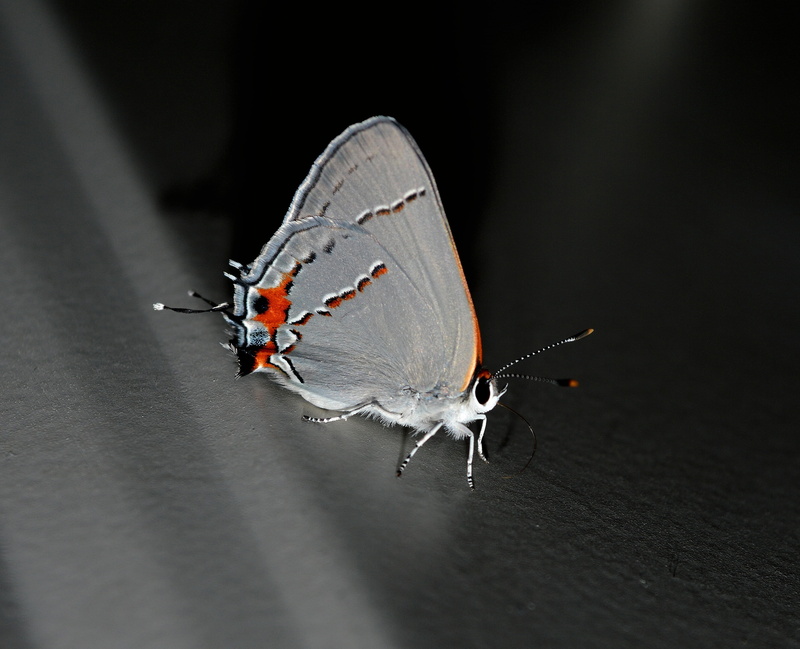 no people, proboscis, animal, black background, animal themes, insect, one animal, close-up, bug, moth, animal antenna, shadow, antennae, macro, life, invertebrate