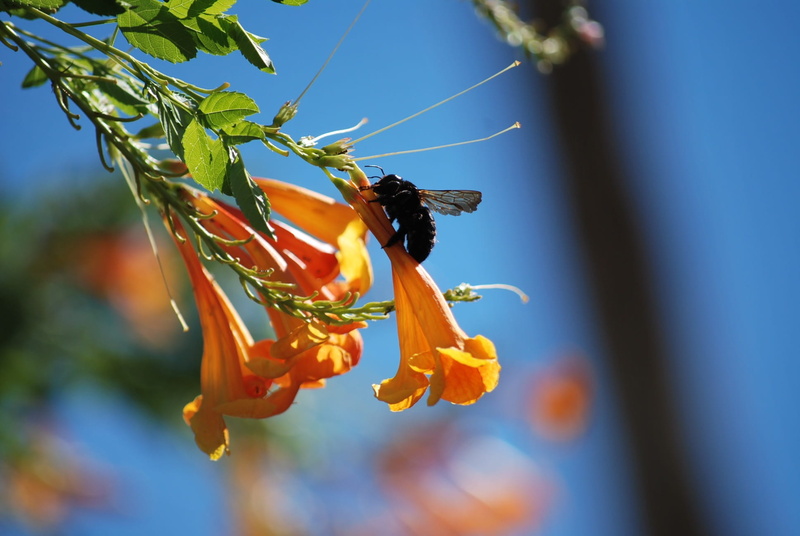 plant, close-up, organic, bloom, natural, botany, floral, animal wildlife, freshness, wild, petal, wildlife, pollination, entomology, bug, invertebrate