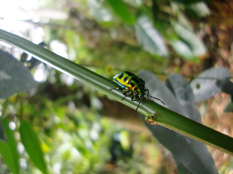 bug, insect, outdoor, animal wildlife, macro, thorax, tree, close-up, 4K, nature, entomology, outdoors, green color, blade of grass, day, focus on foreground