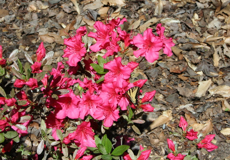 wildflowers, stem, plant part, petals, delicate, close-up, butterfly, floral, small, pink color, leaf, blossom, land, beauty in nature, growth, flowers
