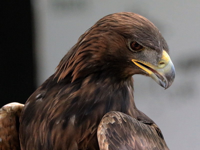 american, profile view, eagle, photograpy, animals in the wild, bird of prey, brown, predator, wings, prey, close-up, focus on foreground, falcon, one animal