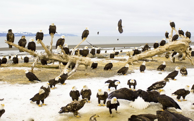 bird, gathering, american, bald, 1920x1200, animals, flock, eagle, 1080P