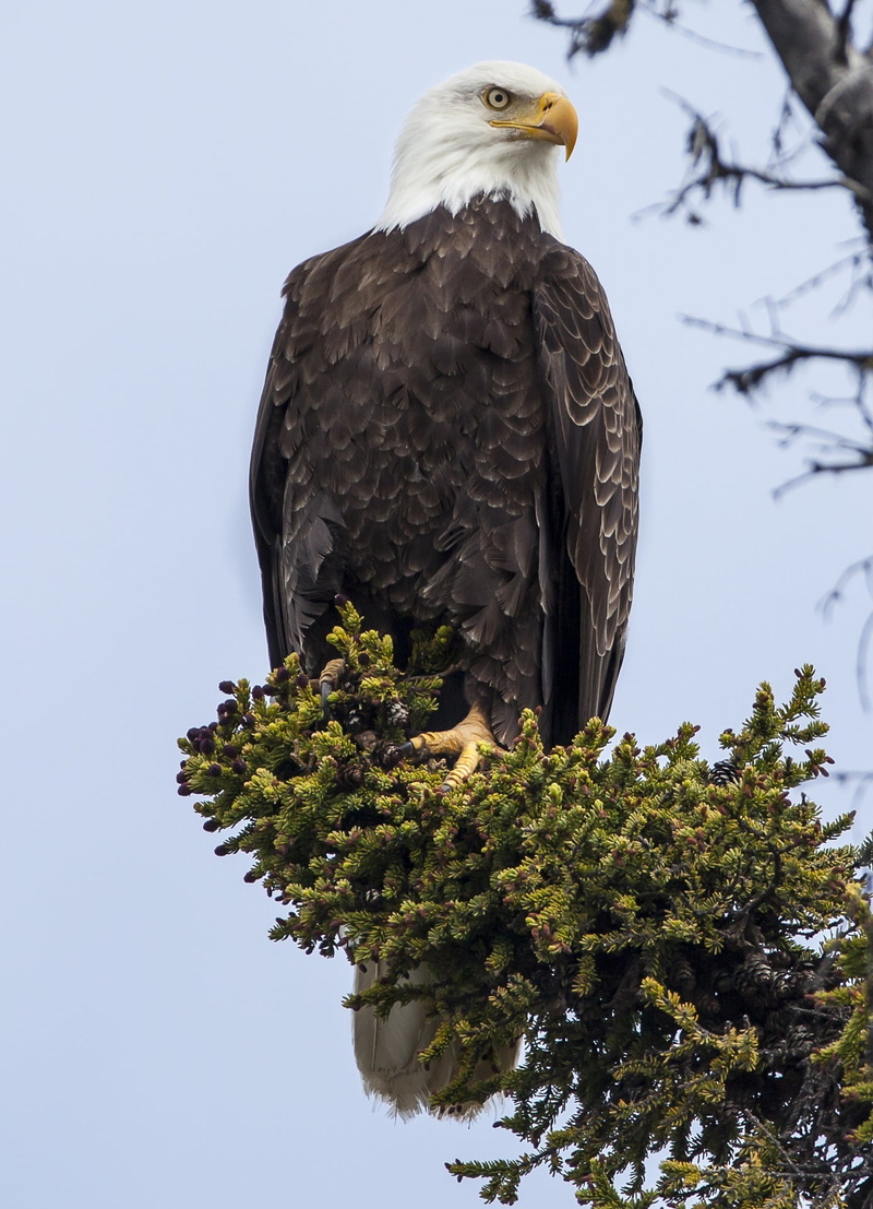 tree, day, portrait, sky, majestic, nature, clear sky, predator, wild, animal, animal wildlife, animal themes, 1080P, vertebrate, plant, feathers, eagle