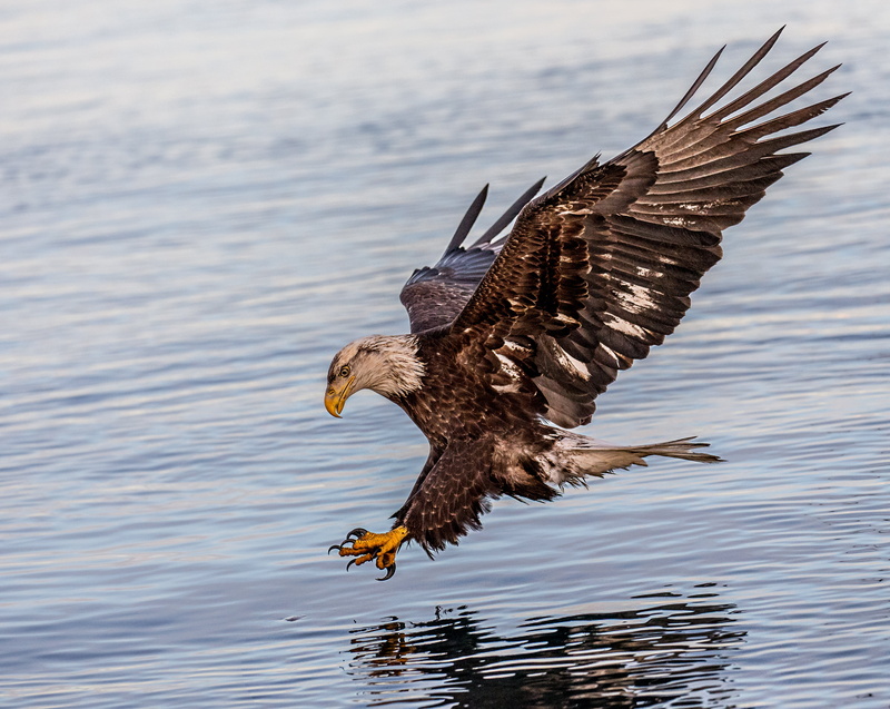 flying, sub, body, Adult, Nature, eagle - Bird, beak, 4K, body of water, Plumage, bif, Bald eagle, bird of Prey, bird, fishing, animals In The Wild, wildlife