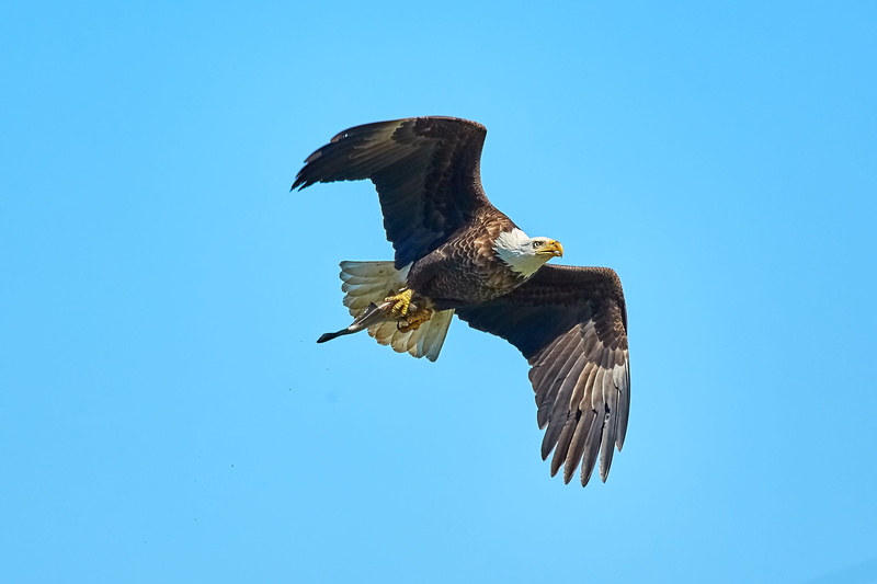 raptor, low angle view, animal themes, vertebrate, bird of prey, majestic, 2K, feather, animal wildlife, bill, spread wings, bald eagle, animal, usa, flying