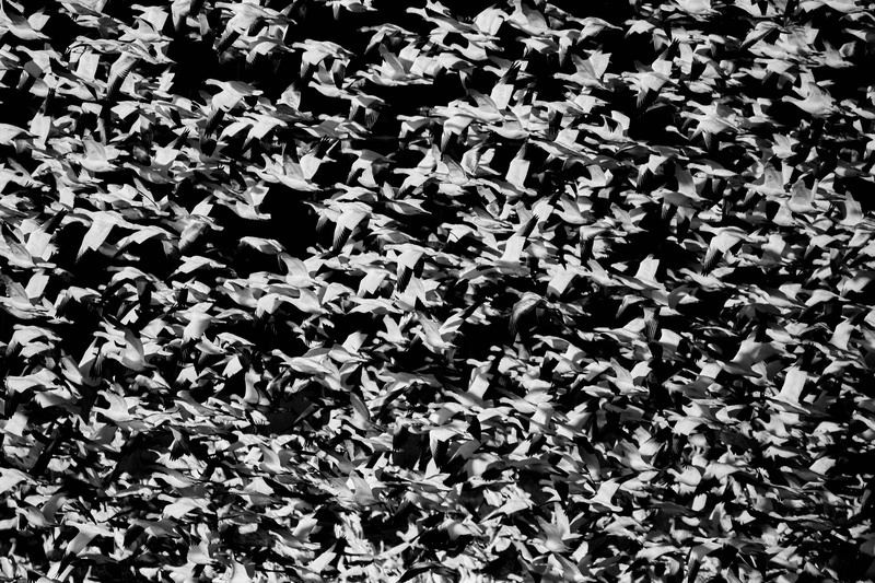 geometric Shape, flying, goose, ornate, design, bif, abstract, seamless, outdoors, vector, backgrounds, illustration, symbol, Pattern, snow geese
