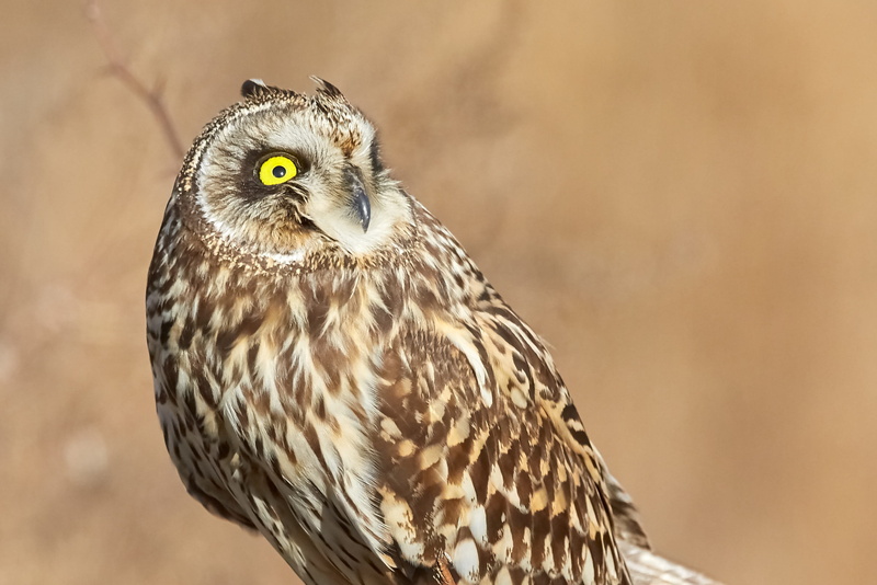 animal wildlife, beak, wildlife, animals in the wild, bird of prey, one animal, wild, looking, sitting, owl, predator, focus on foreground, 2K, feathers