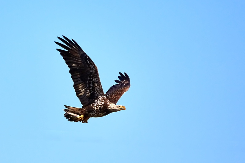 animal wildlife, animal themes, usa, copy space, bald eagle, clear sky, bird of prey, raptor, bird, no people, eagle - bird, low angle view, fish, day
