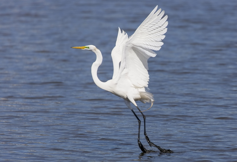 feathers, flying, great egret, heron, bif, animal, nature, bird in flight, flight, animals in the wild, east rutherford, egret, wildlife, water, wings