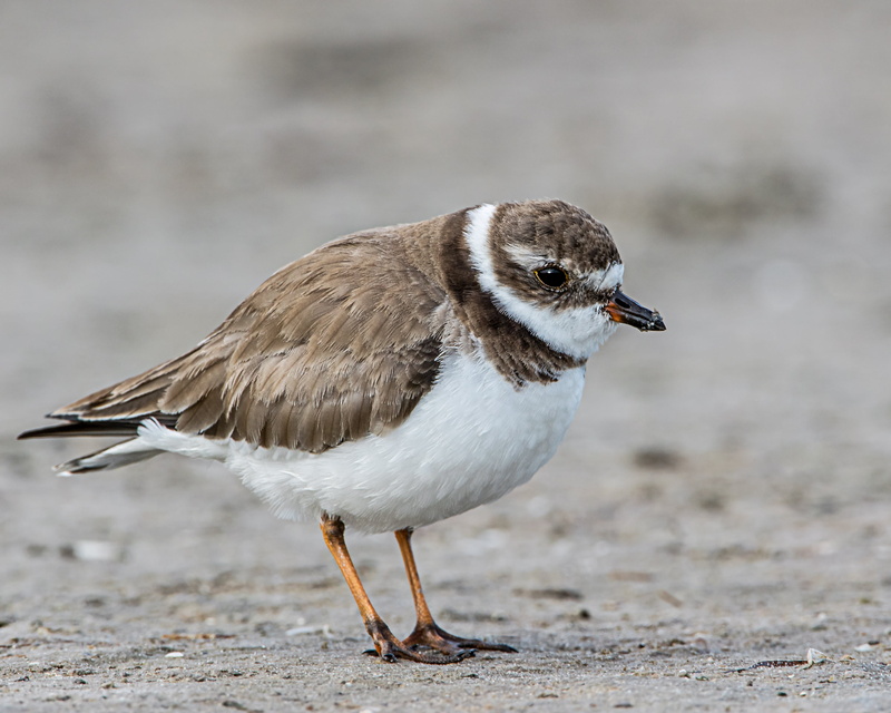 bird, 4K, white, coastline, birds, wildlife, plover, Marco Island  Florida, short, feather, sea, beak, Beach, semipalmated, Andy, animals In The Wild