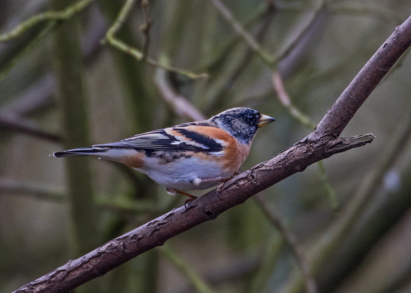 Fringilla-montifringilla, Brambling, Passerines, Nature, perched, Sculthorpe, white bird, tree, Trust, Fringilla montifringilla, Moor, Sculthorpe-Norfolk