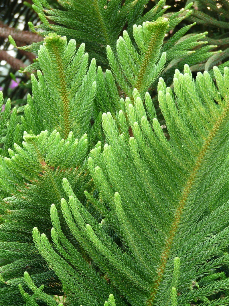 outdoors, high angle view, araucaria, branch, norfolk pine, green color, pattern, araucaria heterophylla, tranquility, green, full frame, needles, beauty in nature