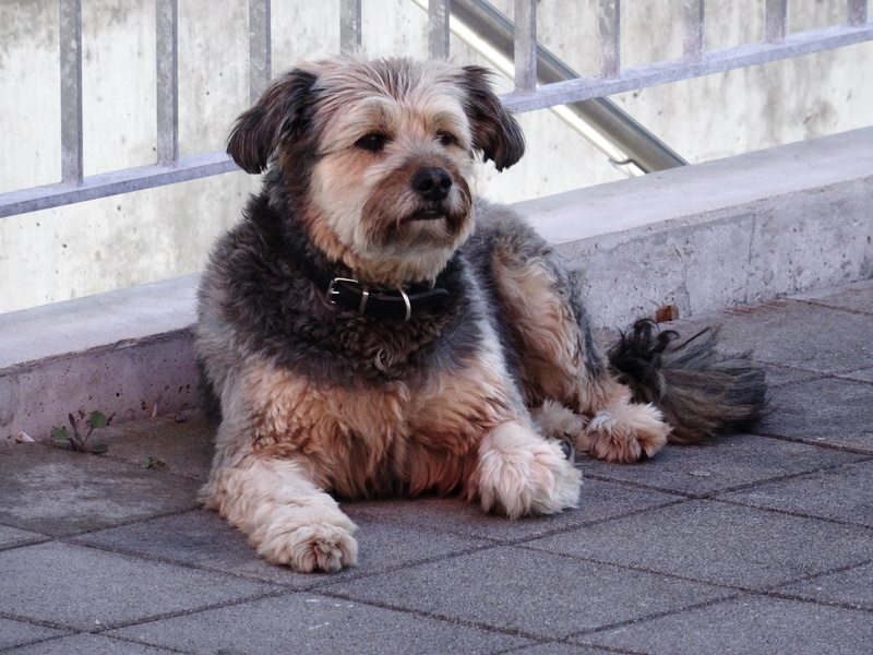canine, domestic, tan, footpath, outdoors, puppy, portrait, lying, norfolk, no people, brown, small, vertebrate, day, looking at camera, hair, one Animal