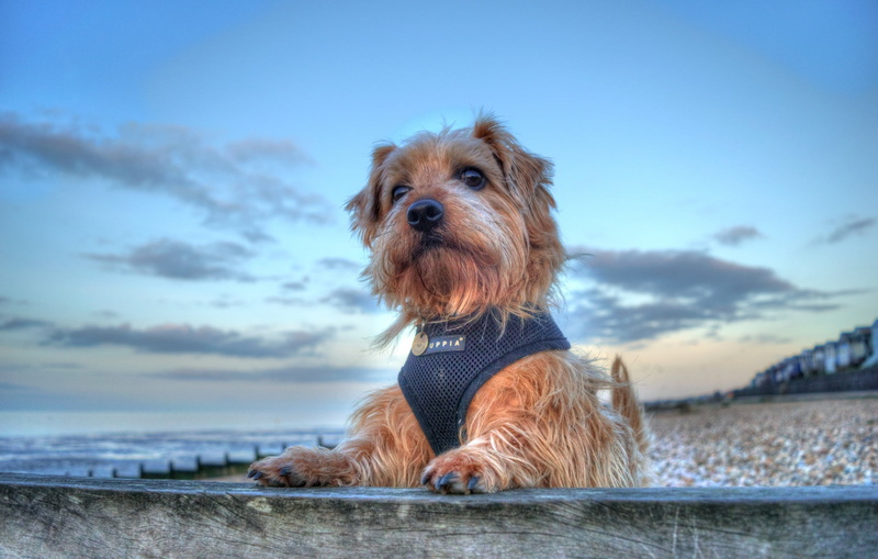 portrait, 1080P, doggie, sea, The Norfolk Terrier, dog