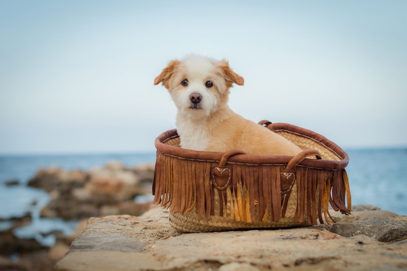 Puppy, horizon, pets, Norfolk Terrier, Depth Of Field, looking at camera, sea, Dogs, Dog, horizon over water, sitting, domestic animals, Terrier, 1080P