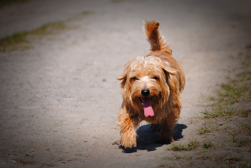 brown, heat, hundeportrait, domestic, no people, animal themes, animal tongue, focus on foreground, domestic animals, animal, sun, companion, pet, thirsty