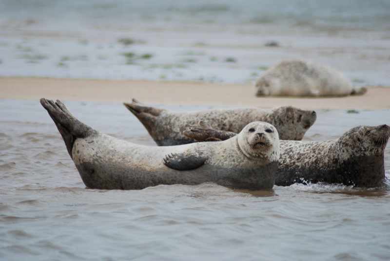 animal themes, water, underwater, Norfolk, mammal, seal - animal, day, marine, norfolk, sea, land, nature, no people, group of animals, 4K, animals in the wild