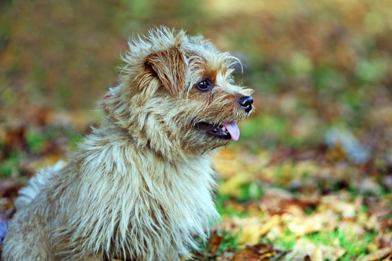 animal hair, cute, side view, profile, land, looking, field, animal, 2K, day, small, tongue, focus on foreground, pet, looking away, mammal, autumnal