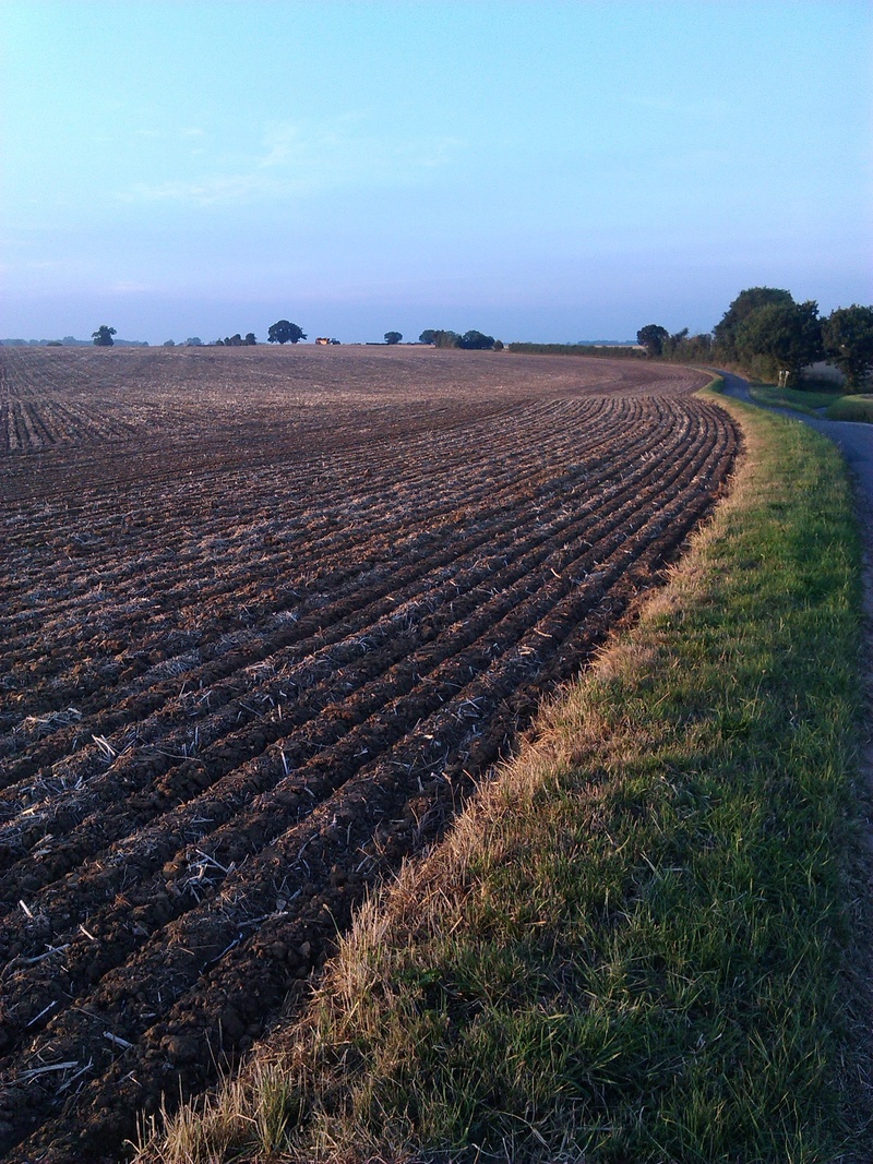 landscape, environment, norfolk, farm, tree, plantation, agriculture, grass, 2K, beauty in nature, no people, growth, rural scene, day, field, tilled
