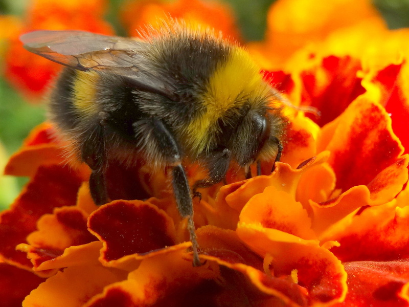 close-up, photography, pollination, 1080P, tailed, bumblebee, closeup photography, pollen, nature, flower, white, macro, wildlife, insect, valley, closeup