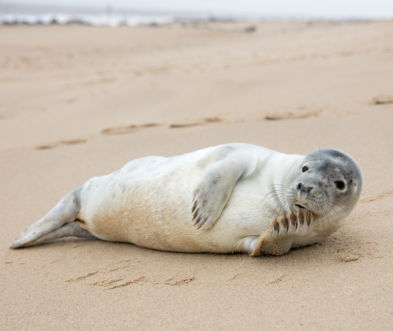 animal, vertebrate, underwater, pose, norfolk, no people, mammal, aquatic mammal, relaxation, animals in the wild, nature, animal themes, land, animal wildlife