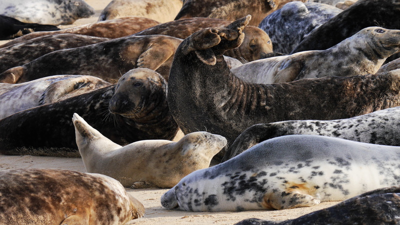 rock - object, no people, resting, seal - animal, mammal, animal, herd, young, relaxation, aquatic mammal, colony, Horsey, marine, animal wildlife, sunbathe