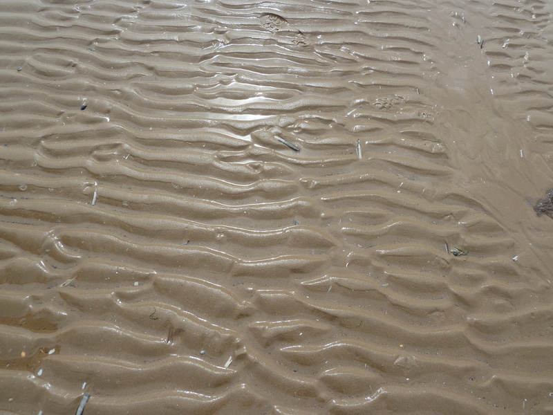 sand, textured, beach, day, pattern, animal, tides, water, rippled, natural pattern, land, high angle view, wet, wave pattern, backgrounds, low tide, no people