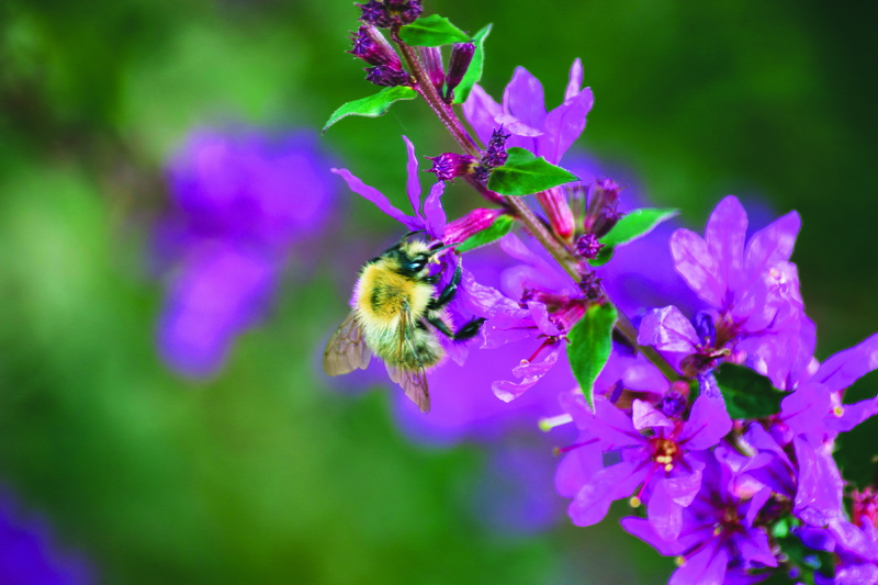 plant, norfolk, bumblebee, springtime, animal, petal, one animal, pollination, vulnerability, outdoors, bee, flowering plant, flower, growth, loosestrife flower