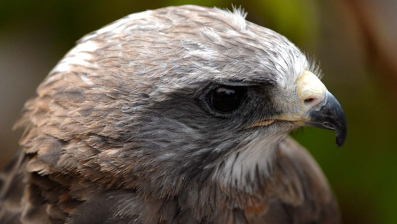 hawk (animal), 720P, birds