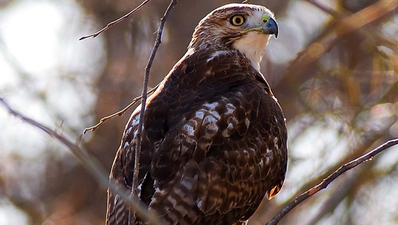 hawk (animal), birds, 720P
