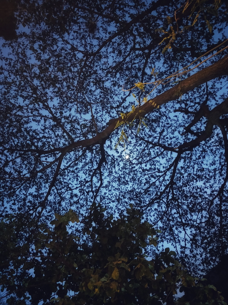 low angle view, sky, growth, tranquility, nature, 5K, branch, fragility, no people, tree, tree canopy, day, plant, forest, outdoors, scenics - nature