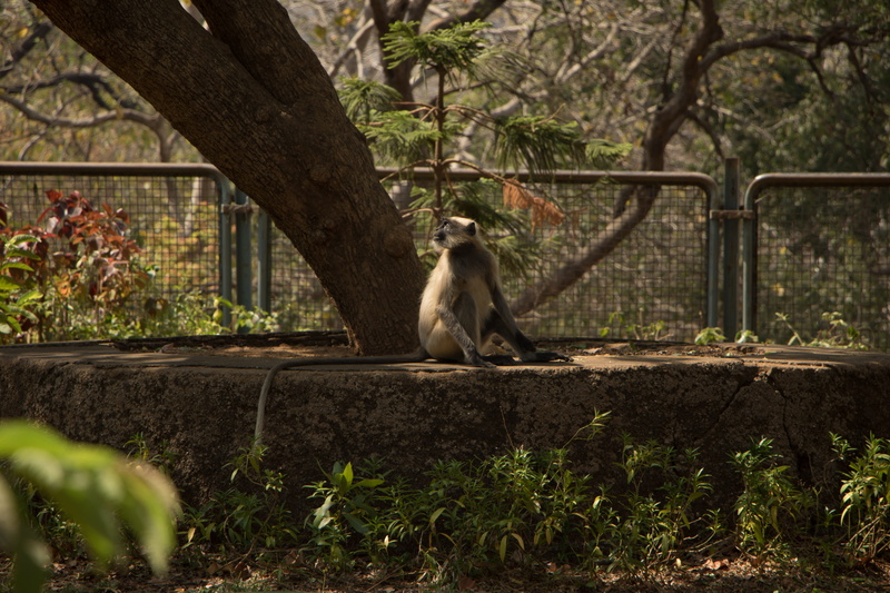 animal wildlife, land, mammal, primate, animals in the wild, nature, animal, plant, vertebrate, mumbai, day, no people, wild, trees, one animal, forest
