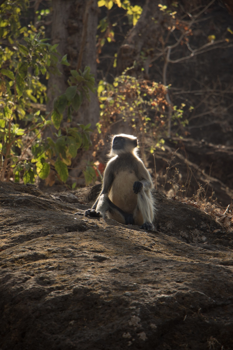 animal themes, animal wildlife, mammal, forest, india, animals in the wild, looking, sanjay gandhi national park, selective focus, animal, one animal, sitting