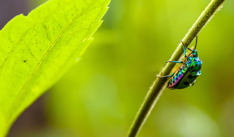 close-up, fly, plant stem, yellow, animal themes, one animal, beetle, india, invertebrate, macro, cricket insect, irisdescent, water, colourful, animals in the wild