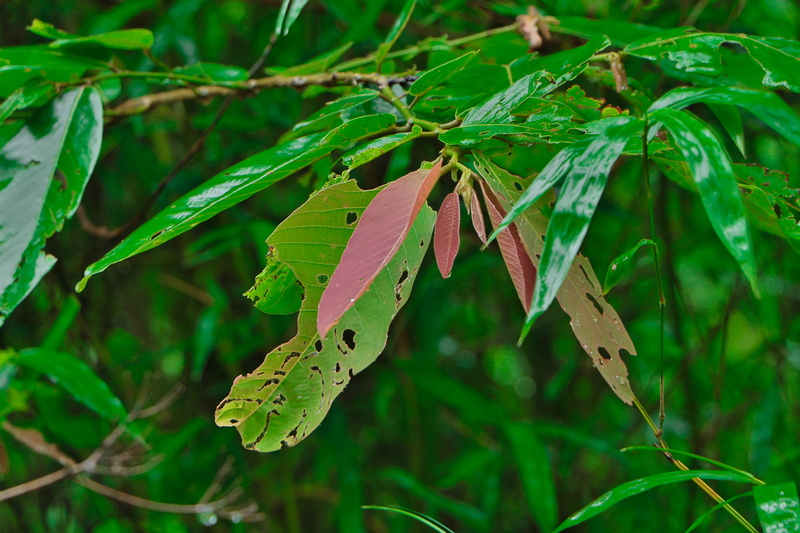 green color, greenery, plant part, growth, plant, water, animal themes, india, invertebrate, leaf, animal wing, green, day, butterfly - insect, lake, beauty in nature