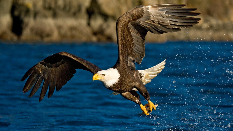 eagle, water, birds, 1080P, dom Glider, animals