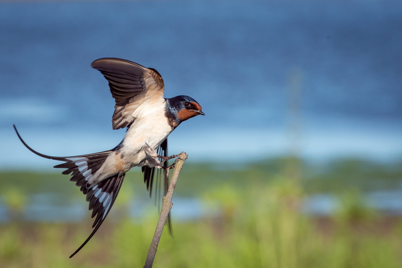 animal, 4K, mid-air, white, motion, spread wings, cute, side view, fauna, little, beak, animals in the wild, approaching, full length, animal wildlife