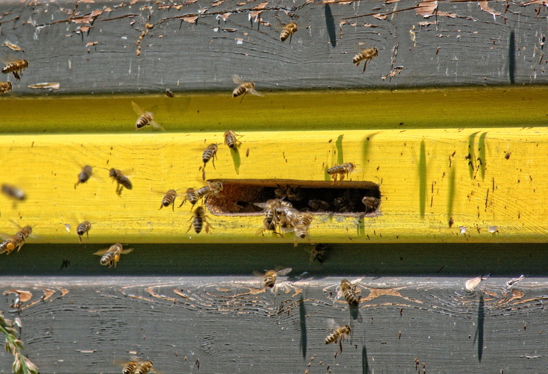 animal, Beehive, einflugloch, on approach, bee in the approach, apiculture, animal themes, approach, nature, honey bee, invertebrate, 1080P, large group of animals