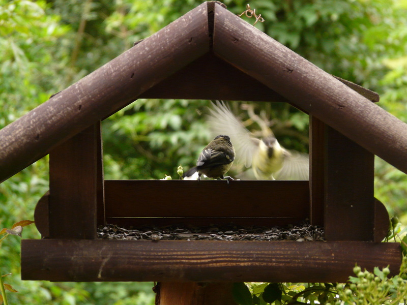 tree, mammal, animal themes, Aviary, day, domestic cat, Landing, wood - material, primate, one animal, perching, Birds, bird, outdoors, Tit, 2K, birdhouse