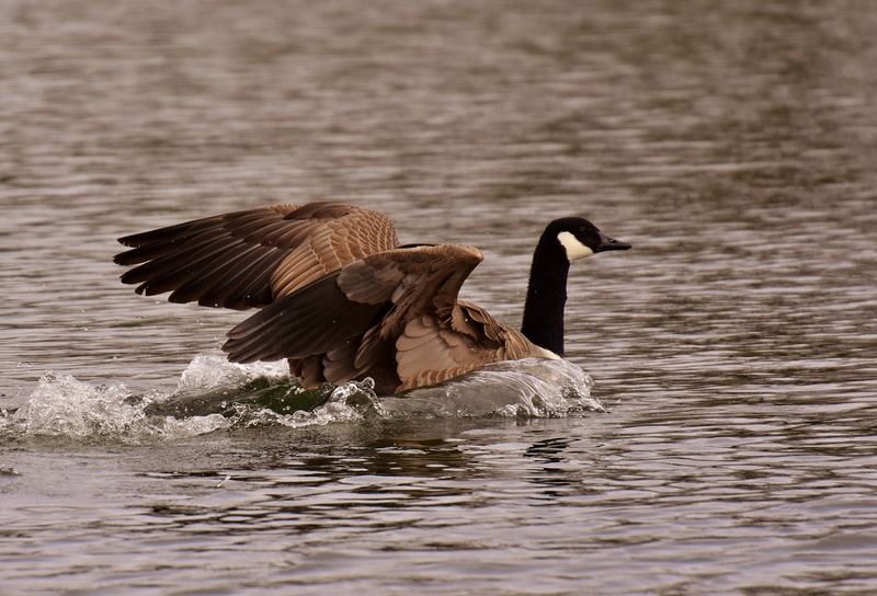 water, animal wildlife, day, animal themes, bird, 4K, one animal, freshwater bird, fly, nature, animal wing, water bird, waterfront, selective focus, vertebrate