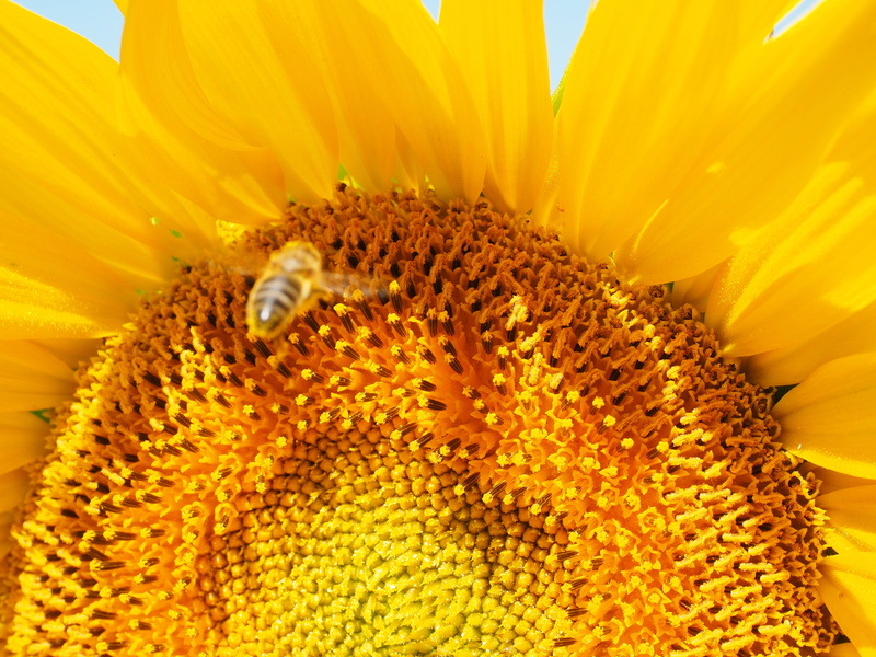 sun flower, close-up, plant, tubular flowers, outdoors, animal, flower, animal themes, single Flower, inflorescence, bright, flowering plant, agriculture