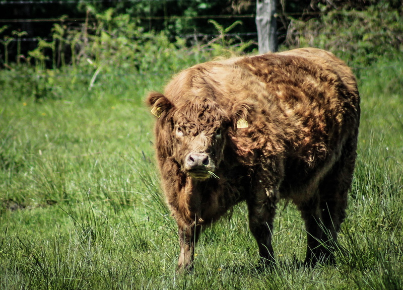 group of animals, grass, domestic, bovine, wild life, mammal, cattle, nature, day, ear, close, ear tag, animal, domestic animals, nose, field, 4K, no people