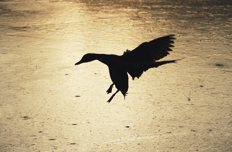 day, animal wing, landing, animals in the wild, 5K, plumage, sunlight, ice, approach, winter, skyline, spread wings, bird, land, flying duck, beach, lake