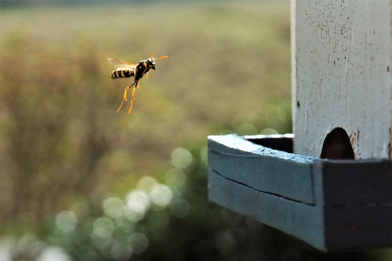 landing, animal, animal themes, field wasp, day, outdoors, close-up, mid-air, selective focus, bird, flying, focus on foreground, wood - material, house wasp